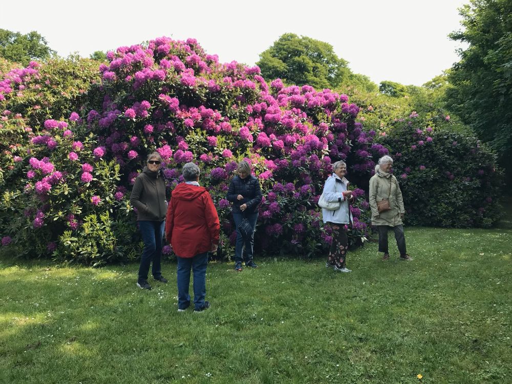 filer/billeder/Oplevelser/Oplevelser 2025/Dragsholm rhodo.jpg